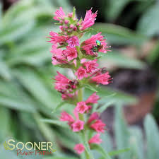 Image result for Echium