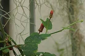 Image result for Passiflora sanguinolenta
