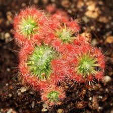Image result for Drosera