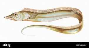 Image result for Lepturus