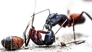 01:40 près de oaxaca, nous avons visité l'arbre le plus gros du monde. Paresseuses Conquerantes Solidaires Les Fourmis Dans Tous Leurs Etats