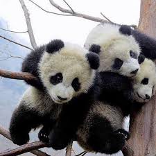 So Cute Baby Panda Pictures Panda Bear Baby Panda Bears