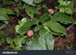 Image result for Lecanthus peduncularis
