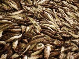 How Restaurants And Fisheries Are Saving Edible Seafood From The Trash Seafood Restaurant Menu Restaurant