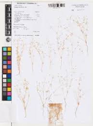 Image result for Hypertelis cerviana