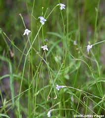 Image result for Linderniaceae