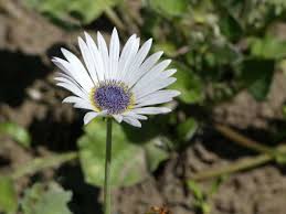 Image result for Ceratotheca integribracteata