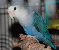 Their territory extends over a large area of the southwest coast of africa, including. Inseparable Namibia Agapornis Roseicollis Exotic Birds