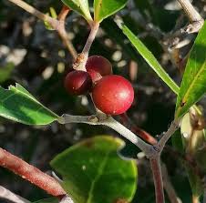 Image result for Rhoicissus digitata