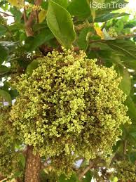 Image result for Antidesma venosum