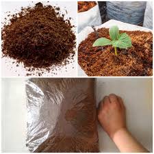 Kokopit əsasən torpaqsız əkinçilikdə istifadə olunan bitki getişdirmə şəraitidir. Jual Cocopeat Sudah Pasteurisasi Bebas Zat Tanin Bibitbunga Com