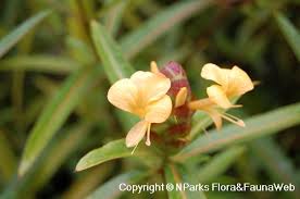Image result for Barleria spinulosa