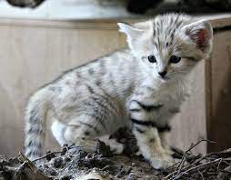Sand Cat Trio Born At Zoo Brno Sand Cat Zooborns Small Wild Cats