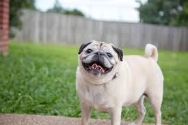 We did not find results for: How Can I Keep My Backyard Clean And Smelling Fresh Hollywood Feed University