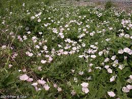 Image result for Convolvulus goyderi