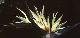 Image result for Strelitzia alba