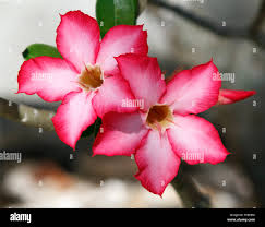 Image result for Adenium multiflorum