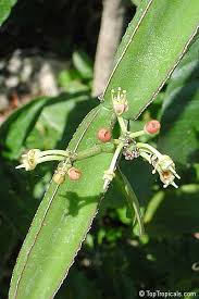 Image result for Cissus quadrangularis