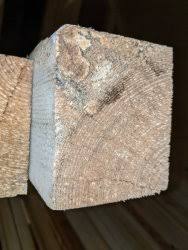 Zwei mal im jahr erscheint nun mittlerweile im 4. Haus Schwamm An Kammergetrocknetem Bauholz Woodworker