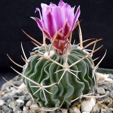 Les plantes grasses, avec leurs feuilles charnues capables de stocker l'eau, sont vertes toute plantes succulentes insolites. Graines De Cactus Bonsai France Graines De Cactus Graine Jardin De Plantes Grasses