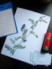Vorlage verschiedener deckblätter mit pflanzenfotos für ein herbarium. Herbarium Bio Logisch