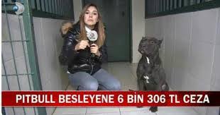 Pitbull Nereye Sikayet Edilir Technopat Sosyal