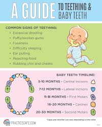 Wondering What Teething Will Look Like With Your Infant Or Young Child This Helpful Infographic Lets You Know What To Lo Dental Kids Dental Fun Teeth Eruption