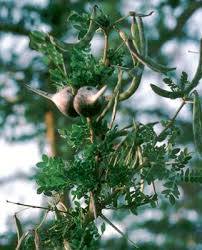 Image result for Keetia zanzibarica