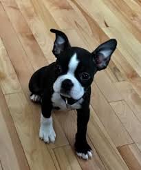 Puppy Growth Chart Walter Boston Terrier Male