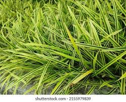 Image result for Pandanus candelabrum