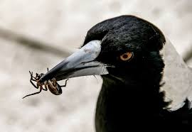 So far this year, they have documented over 1,750 magpie attacks and 210 injuries. How To Survive Magpie Swooping Season Curious