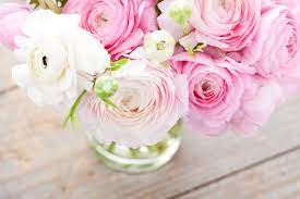 Ranunculus Flower Meaning Flower Meaning