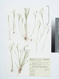 Image result for Aira caryophyllea