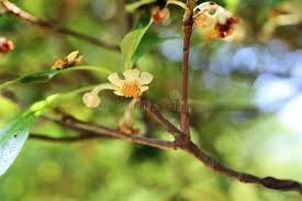 Image result for Pentaphylacaceae