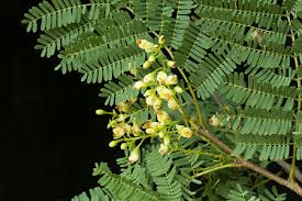 Image result for Libidibia coriaria