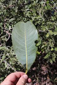 Image result for Ochna gambleoides