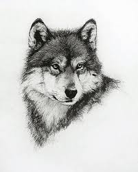 Their diet consists of moose, deer, and bison, among other animals. White Wolf Drawings Fine Art America