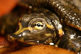 The spiny softshell turtle is the most widely ranging and variably patterned of our softshells. Baby Softshell Turtle 02 By 1asp1 On Deviantart
