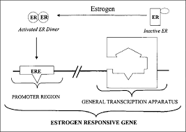 Image result for Selective Estrogen Receptor Modulator