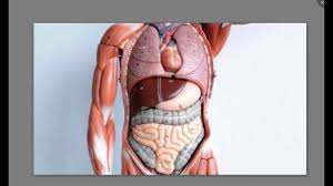 Human Organs And Functions Tamil Youtube