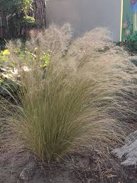 Image result for Melinis tenuissima