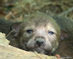 Puppies Souls Comprehensive Roleplay Guide