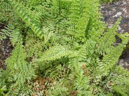Image result for Dissotis multiflora