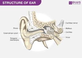Female anatomy includes the external genitals, or the vulva, and the internal reproductive organs. Well Labelled Diagram Of Ear With Explanation