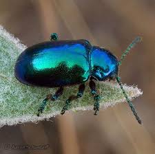 Green Blue Milkweed Beetle Chrysochus Cobaltinus Beetle Insect Blue Beetle Beetle