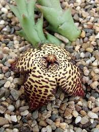 Image result for Ceropegia speciosa