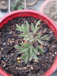 Image result for Cyphostemma montanum