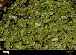 Image result for Salviniaceae