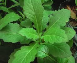 Image result for Gynura pseudochina