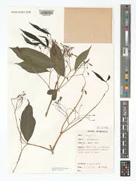 Image result for Pleioceras gilletii